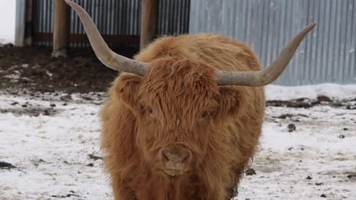 Majestic Highland Cow Eating During Winter in Snowy Field