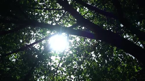 Sunlight Through Silhouette Tree Branches