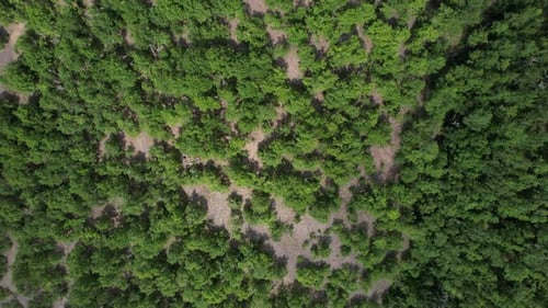 Aerial Reforestation, green woodland land drone view, coniferous pine forest, evergreen forests in w