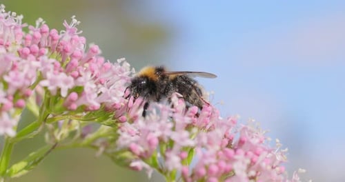 Bumblebee Feeds on Pink Flowers in Close-Up