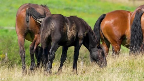 A group of horses with varying coats, including brown and dark brown, graze together in a field, wit