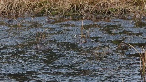 Toads Fertilize Eggs in Shallow Pond During Breeding Season