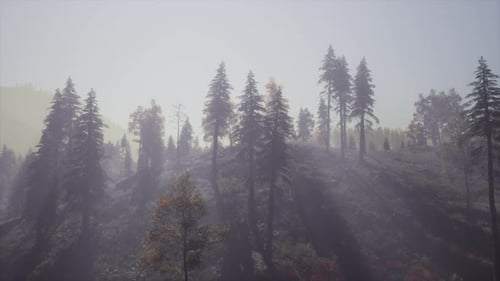 Evergreen Fir Trees with Cones Peaks of French Alps Mountains