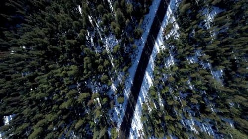 Bosque de pinos