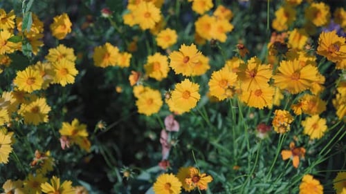 Top view of beautiful yellow daisies and green leaves. Flowers and leaves sway in the wind.