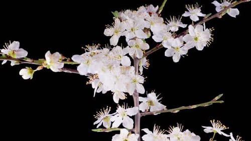 Flores blancas florecen en las ramas del cerezo