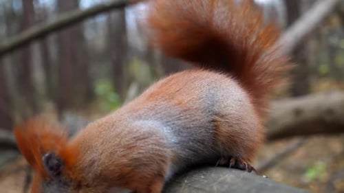 Adorable Squirrel Eating Seeds From Human Hand