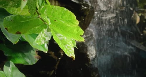 Moving Green Tropical Leaves and Fresh Waterfall Stream in Ravine
