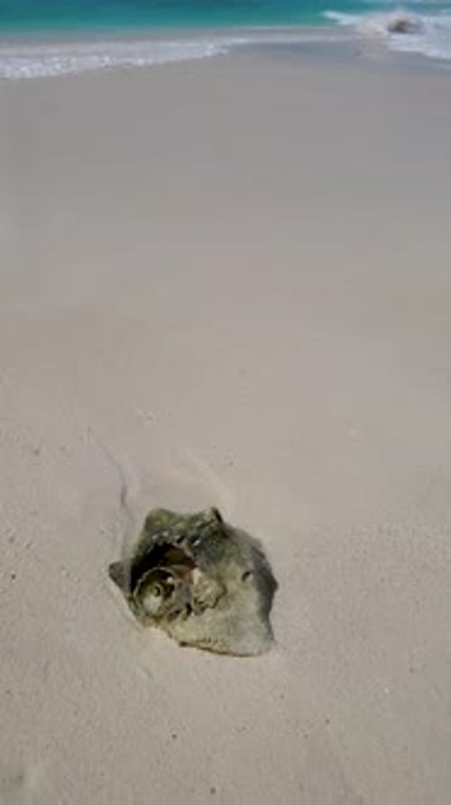 Snail shell on white sand beach, caribbean island with waves splash, Cao de Agua