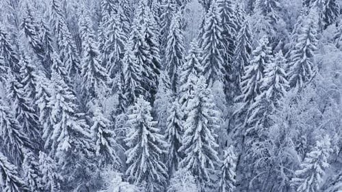 Snow covered tall spruce trees in a boreal forest on winter morning. Aerial drone shot, slow pullbac