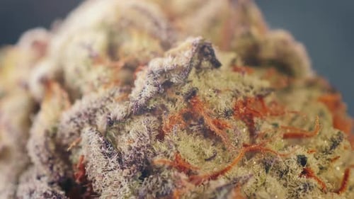 Colorful Plant Specimen Close-Up with Intricate Details