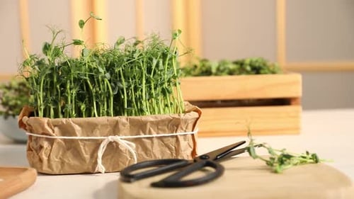 Frische Microgreens und Scheren auf dem Tisch, Nahaufnahme. Kamera bewegt sich nach links