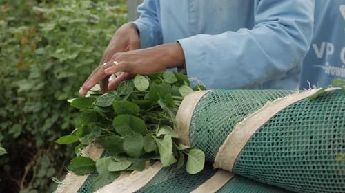 sorting And Cutting Of Fresh Flowers In A Green House