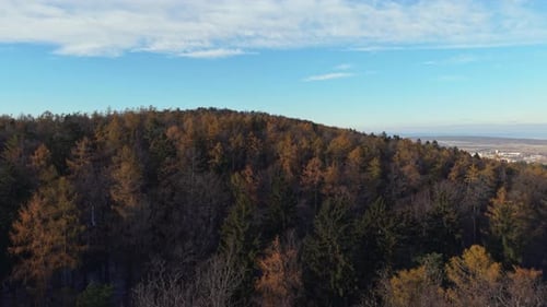 A wide view of an autumn hillside forest with a mix of golden, orange, and evergreen trees beneath