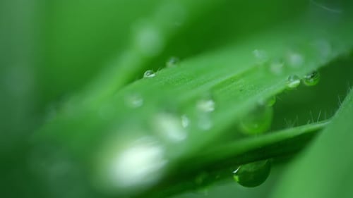 Macro Water Drops Green Leaf Rack Focus Slider.