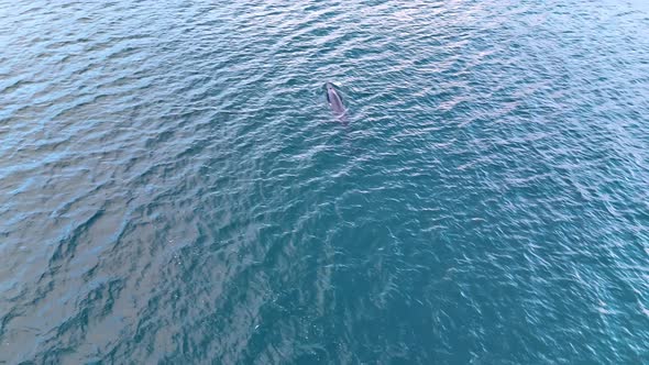 Dolphin rising to the surface and diving deep into the water again ...