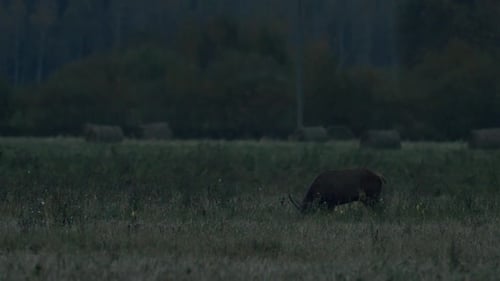 Deer Grazing in Rural Field at Night