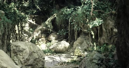 Lush Green Forest Path with Rocks and Vibrant Foliage in Sunny Weather