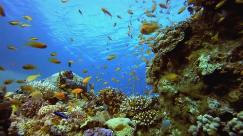Underwater Happy Orange Fish