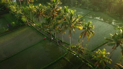 Coconut Trees And Rice Plantation In Sunrise In Bali, Indonesia. - aerial