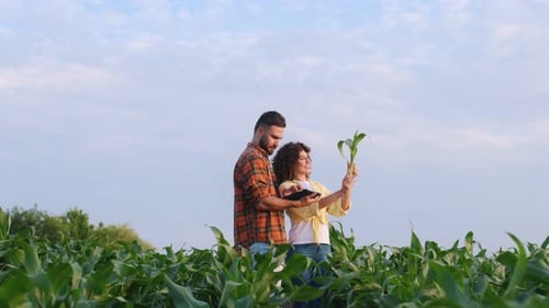Against cloudy sky. Man and woman are on the corn agricultural field.
