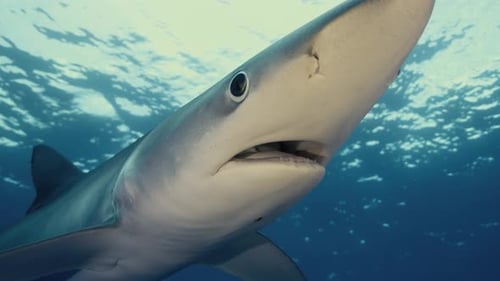 Close Up of a Large Blue Shark swimming through the Ocean in Slow Motion