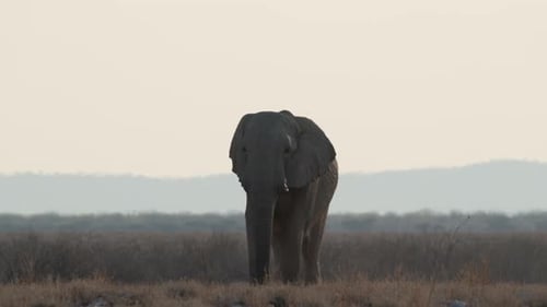 Frontporträt eines herumstreifenden afrikanischen Savannenelefanten. Loxodonta
Africana. Weitwinkelaufnahme