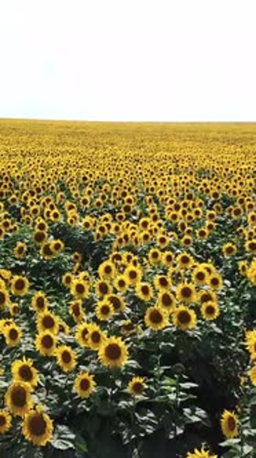 Une vue imprenable sur de vastes champs de tournesols sous un ciel radieux, parfaite pour les amoureux de la nature et