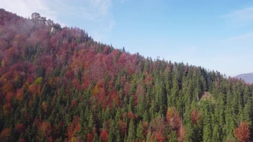 Aerial View of Colorful Autumn Forest Landscape
