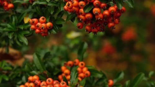 If Berry Taxus Arbustes d'if Baies rouges sur une branche d'if dans le jardin en automne, vacances saisonnières