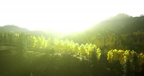 La lumière du soleil illumine un paysage forestier dynamique pendant l'heure dorée