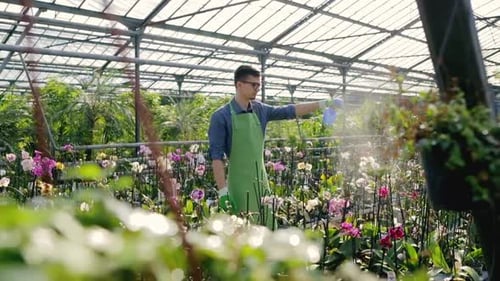 Man Sprays Water on Orchids in Tropical Greenhouse