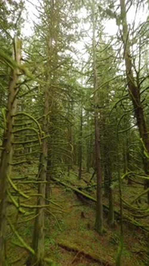 Smooth Flight Between the Trees Close to Branches in a Fabulous Spring Forest