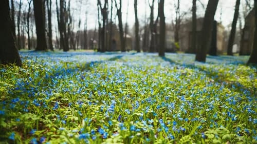 Field of Blue Flowers Amid Woodland a Serene Natural Landscape