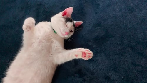 Sweet Kitten Resting on Blue Blanket at Home