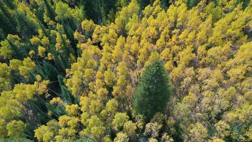 Aerial View of Yellow Aspen Leaf in Colorado Forest on Sunny Autumn Day, Birds Eye Drone Shot