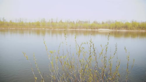 Branches of Green Willow Sway in the Wind Near the River on a Sunny Day Slow Motion Shot