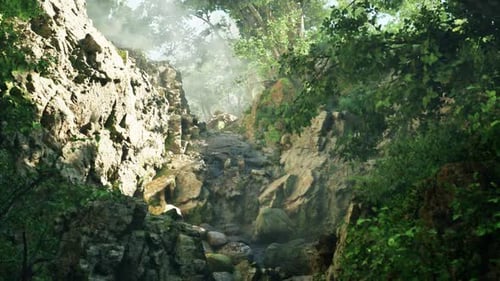 A Stream of Water Running Through a Lush Green Forest