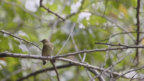 A Narcissus Flycatcher Resting on a Branch
