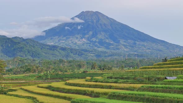 Merapi volcano on the island of Java with rice plantation on the ...