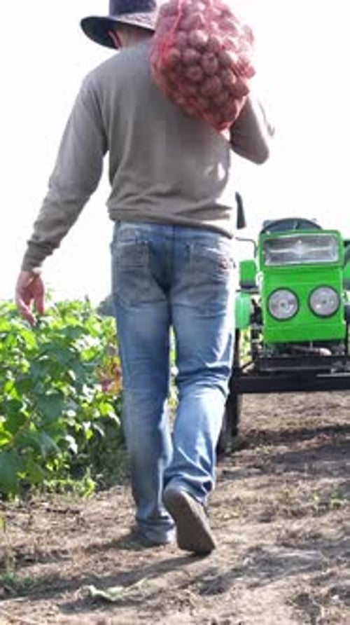A Farmer Carries a Heavy Sack of Fresh Potatoes Through a Green Field While a Bright Tractor Stands