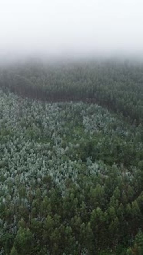 Vertical Video of Foggy Forest