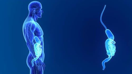Rotating Human Digestive System Medical X-Ray Animation