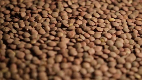 Dried Green Lentils Spread on Rotating Tray – Close Up Food Shot