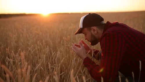 Agronomist Man Holding Ears of Wheat Near His Face and Nose in Golden Wheat Field Happy Farmer