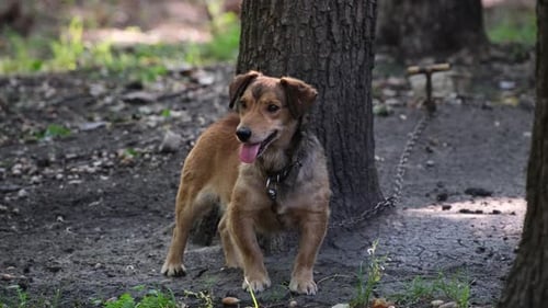 Dog sits at his kennel on a metal chain outdoors