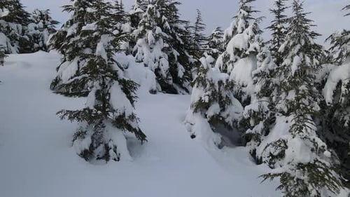 Vista de Zumbido de nieve en pinos