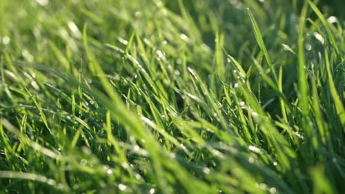 Simple Background Green Fresh Grass Lawn Natural Meadow Swaying By Wind Blow