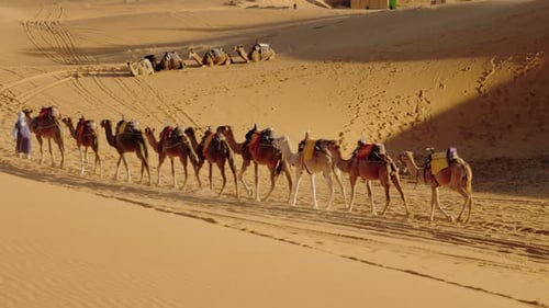 Camel Caravan Trekking Across the Moroccan Desert