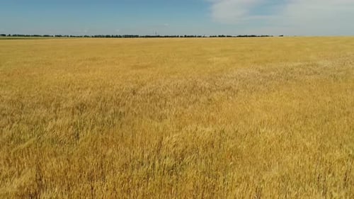Field of Ripe Wheat
